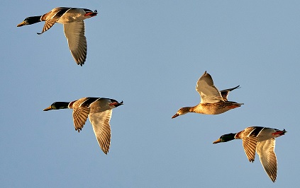 Flying Mallard Ducks